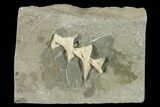 Archimedes Screw Bryozoan Fossil - Illinois #134323-1